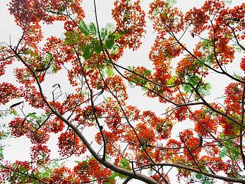 多平台同步发行策略大成功 《女神异闻录》系列总销量已达2350万